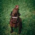 Een introvert die oefent