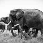 Stressmannetjes in mij