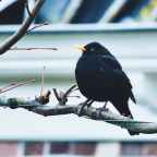 Licht door de kier van het gordijn