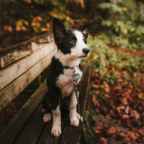 Hond op het tapijt, ik op de bank