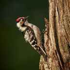 Boom, winterkoning en specht