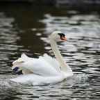 Boom, zwaan en de meerkoeten