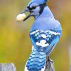 Boom, ekster en gaai