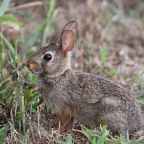 Boom en het zomerfeest 