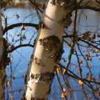 Boom en de lentespelen