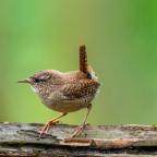 Boom, winterkoning en specht