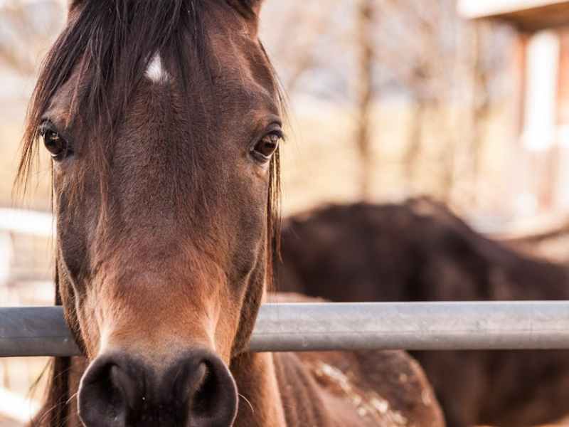 Schrijven aan een nieuw manuscript